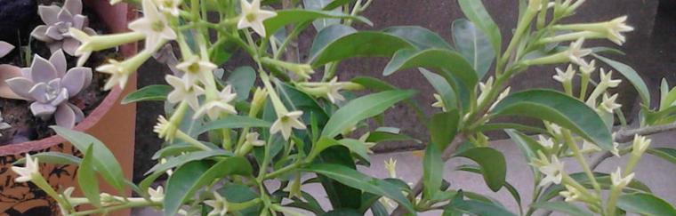 以夜来香——花语传说与美丽的化身（芬芳馥郁、神奇传说、浪漫情怀）