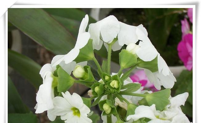 樱草花语与传说——爱的永恒（樱草）