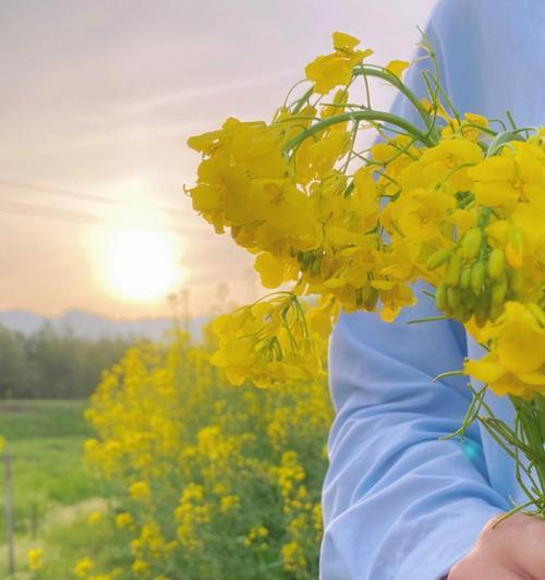 油菜花的花语与传说（盛开的黄海）