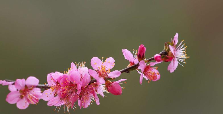 以榆叶梅花语及作用解读（探索以榆叶梅花语的深意）