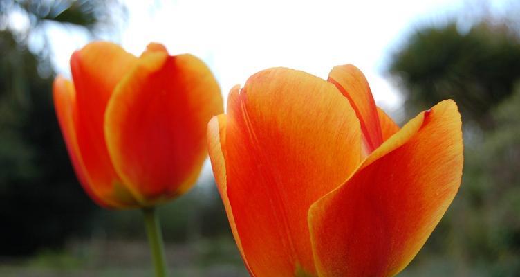 郁金香花的寓意与象征意义（探寻郁金香花所代表的深刻意义）