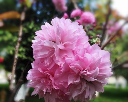 御衣黄的花语与传说（花开如黄金）