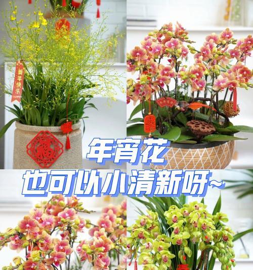 年宵花（绽放幸福、传递希望）