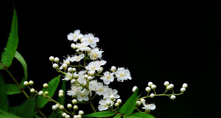 珍珠梅的花语及寓意（探寻珍珠梅花开的背后故事）