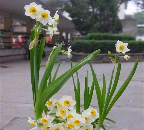 用植物代表生肖，探索神秘的象征意义（从植物的特点看生肖的象征意义）