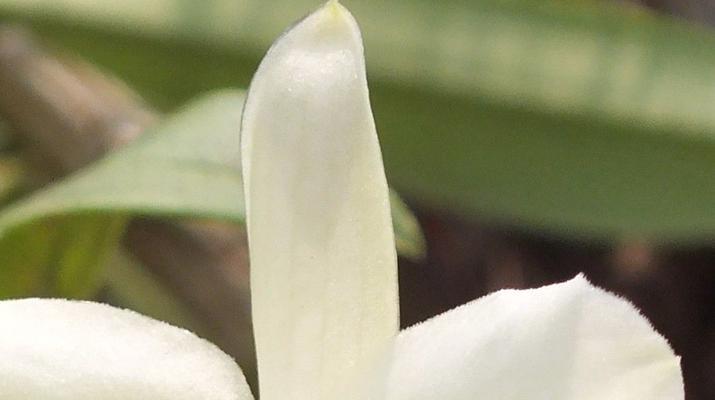 以肿节石斛的花语和含义（探寻以肿节石斛花的美丽与内涵）