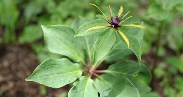 重楼花语的深意与象征（探索重楼花语的隐含意义与传达信息）