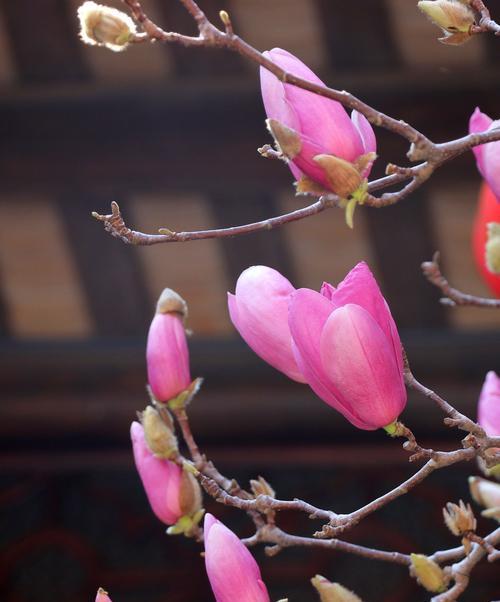 珠海市花是什么花，象征什么（揭秘珠海市的花卉之谜）