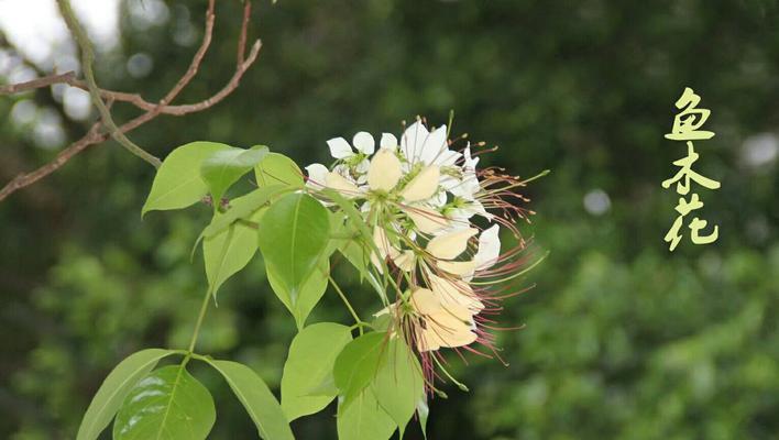 珠海市花是什么花，象征什么（揭秘珠海市的花卉之谜）