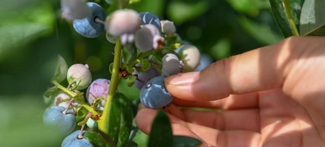 蓝莓怎么种植和养护（蓝莓的种植方法和管理技术）