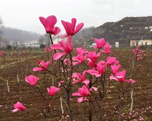 玉兰花怎么种植（玉兰花的养护小窍门）