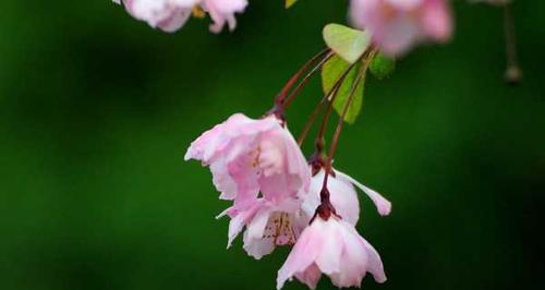 垂丝海棠什么时候开花（关于垂丝海棠的花期简介）