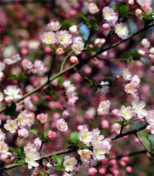 垂丝海棠什么时候开花（关于垂丝海棠的花期简介）