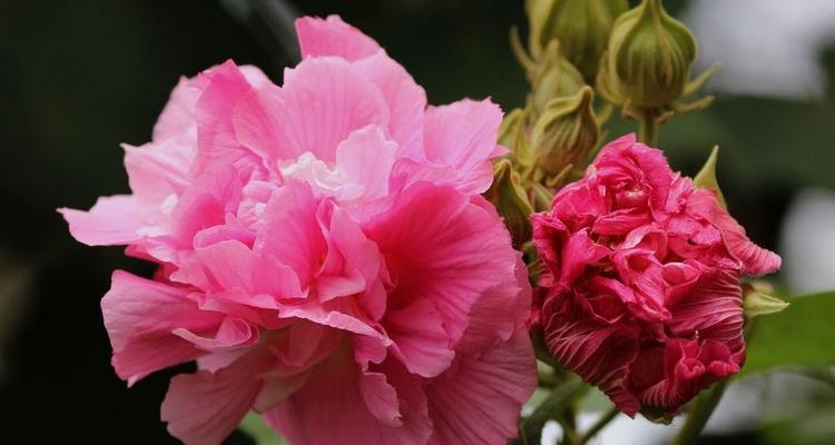 芙蓉花开花季节是什么时候（关于芙蓉花的花期时间）