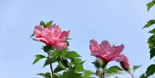 芙蓉花开花季节是什么时候（关于芙蓉花的花期时间）