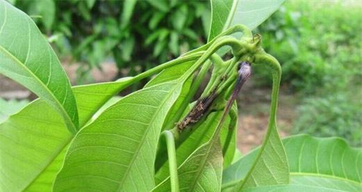 芒果种子怎么发芽（芒果的种植方法及注意事项）