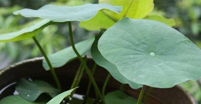 碗莲什么时候播种（关于碗莲的种植方法和时间）