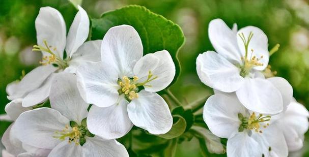 植物是怎么传播种子（十种植物传播方式介绍）