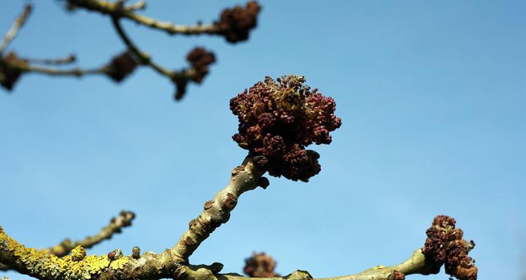 白蜡树怎么剪枝管理（白蜡树修剪时间和方法）