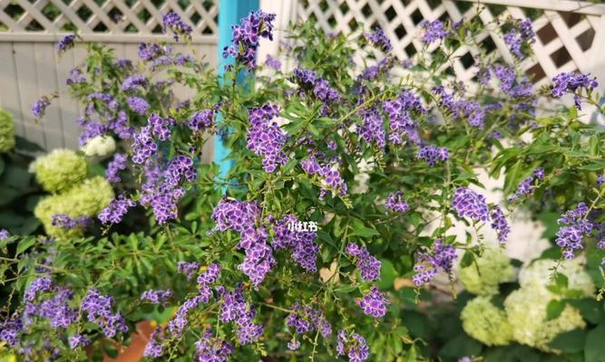 蕾丝金露花怎么养殖（新手养蕾丝金露花的技巧）