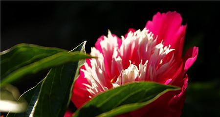 芍药花期是几月份开花（了解芍药的生长过程）