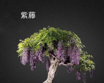 红枫种子发芽了怎么种植（红枫树种子种植方法讲解）