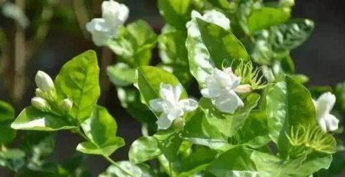 茉莉花花期几月份（关于茉莉的开花季节）