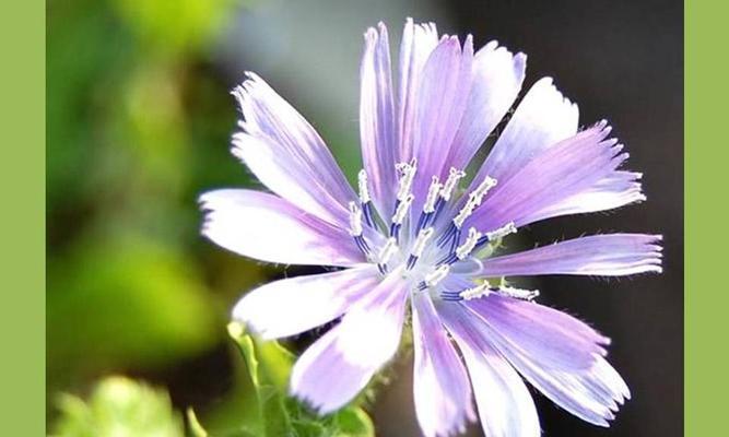 代表友谊长存的花有哪些（寓意友谊长存的花介绍）