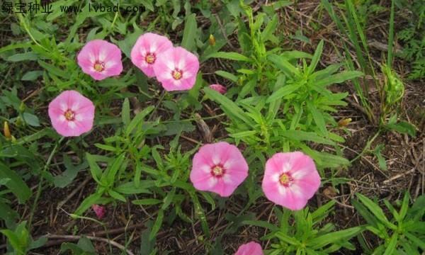 牵牛花种子的种植方法和时间（牵牛花播种时间和方法）