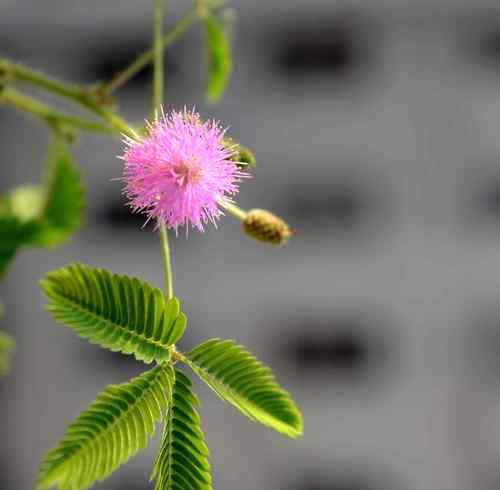 含羞草花怎么养殖（含羞草的养殖方法和注意事项）