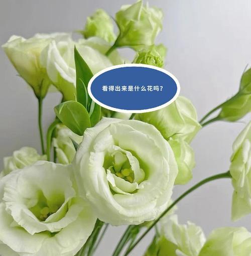 洋桔梗花的种植方法是什么（有关桔梗的栽培管理）