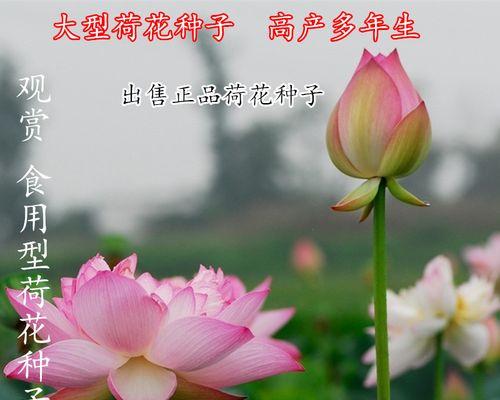 莲藕种子什么时候播种（莲藕种植时间及方法）