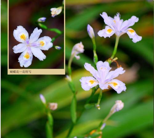 蝴蝶花的美丽与寓意（探寻蝴蝶花的神秘之美）