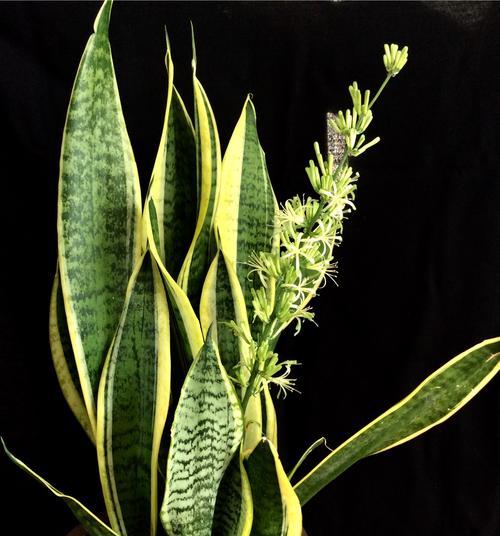 虎皮兰开花的寓意——勇敢追求美好（植物之美映射人生智慧）