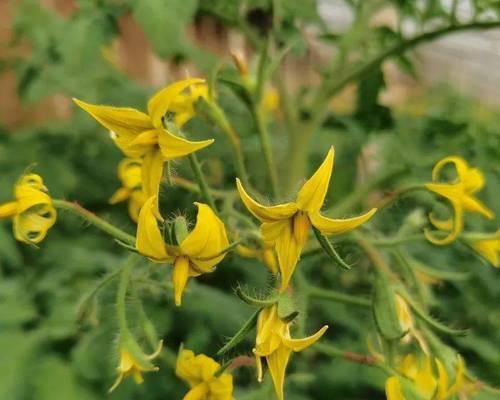 花芽分化（探索花芽分化的奥秘）