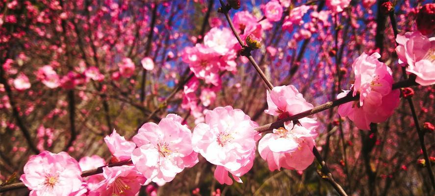 花语传说（揭开雁来红花的神秘面纱）