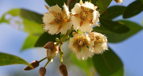 花语大全（坚韧）