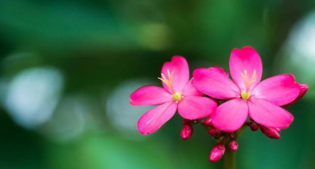 花语之美（探寻花种类与花语的奇妙世界）