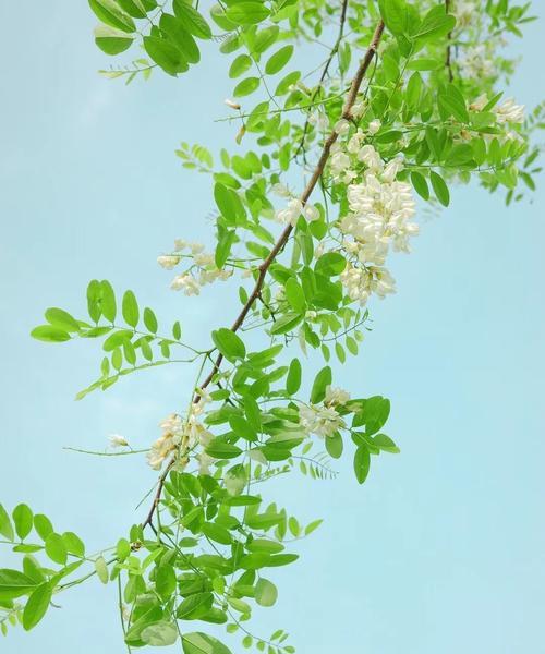 槐花花语的深刻含义（探索槐花的花语传达的意义和价值）