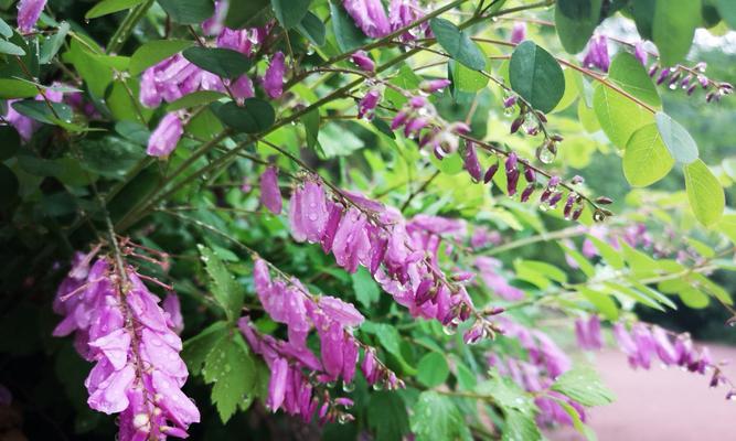 槐花花语的深刻含义（探索槐花的花语传达的意义和价值）