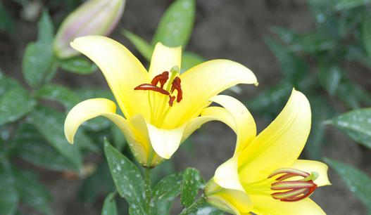 黄百合花语（探寻黄百合花语的深刻内涵）