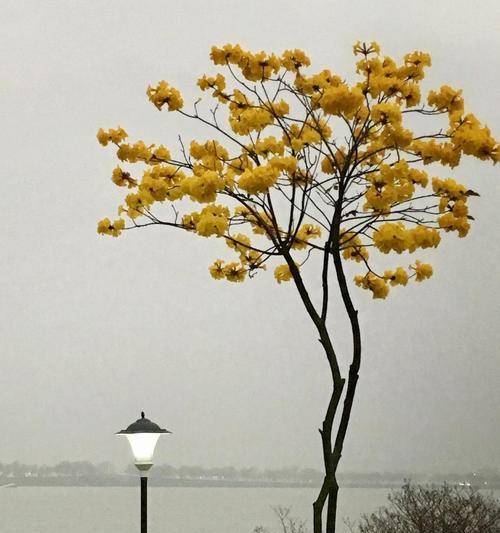 黄风铃花之美（黄风铃花的独特花语与传递）