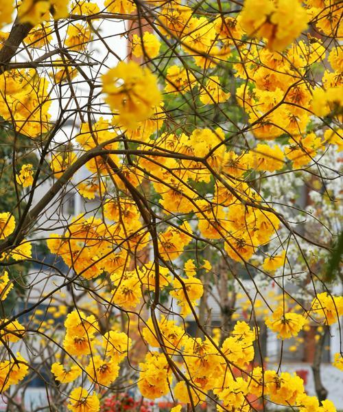 黄花风铃木的花语——传递阳光与希望的信使（美丽的黄花风铃木将何种含义传递给人们）