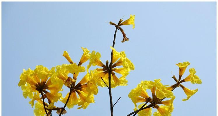 黄花风铃木的花语——传递阳光与希望的信使（美丽的黄花风铃木将何种含义传递给人们）