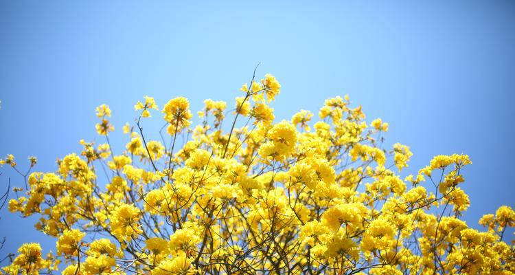 黄花风铃木的寓意与美丽（探索黄花风铃木的象征意义及栽培技巧）