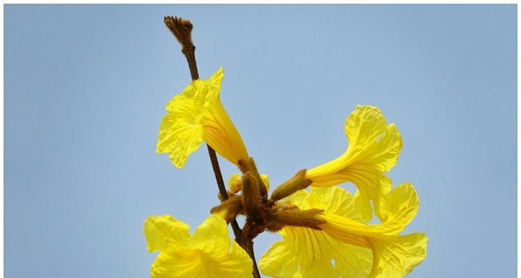 黄花风铃木的花语及寓意解读（探寻黄花风铃木的内涵）