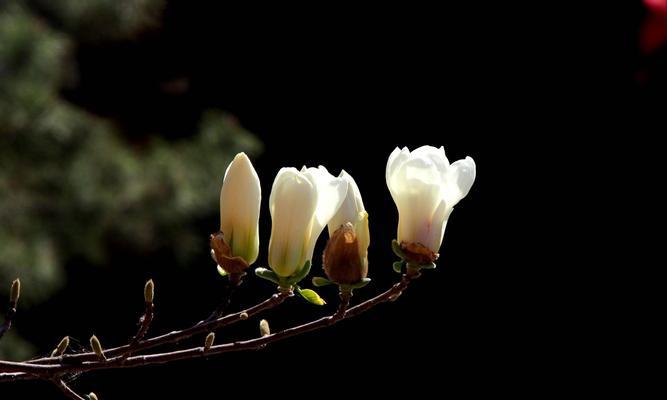 黄玉兰花的寓意与美丽（探索黄玉兰花的象征与价值）