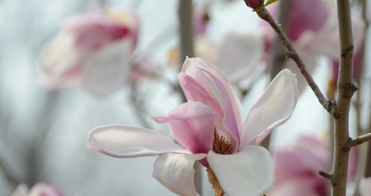 黄玉兰花的寓意与美丽（探索黄玉兰花的象征与价值）