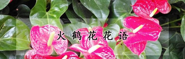 火鹤花（火鹤花的花语及其传承之美）