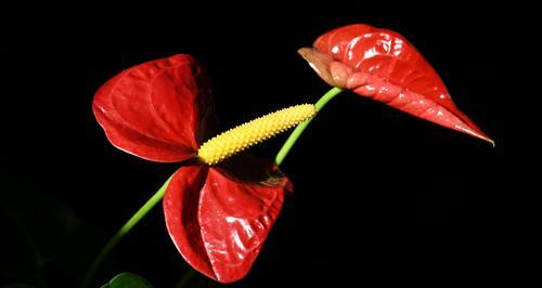 火鹤花语（鹤舞天空）